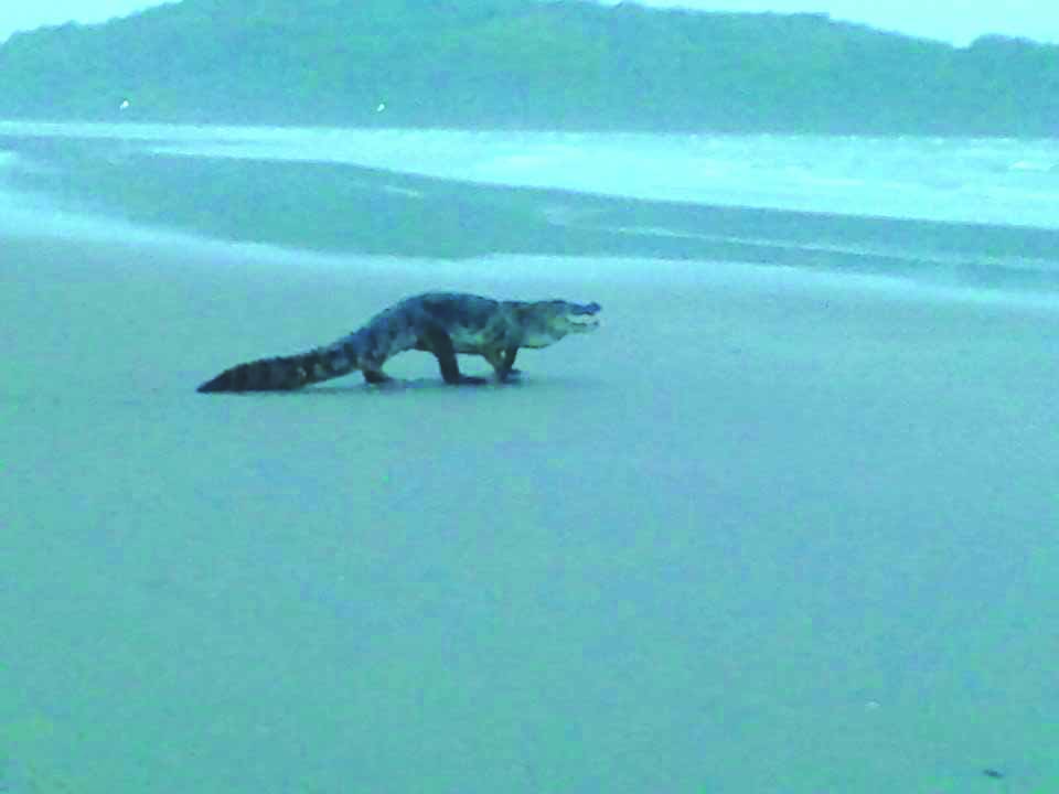 Born of web | What the fuck: Crocodile at Morjim beach in ...